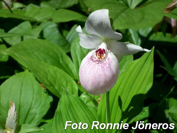 cypripedium 